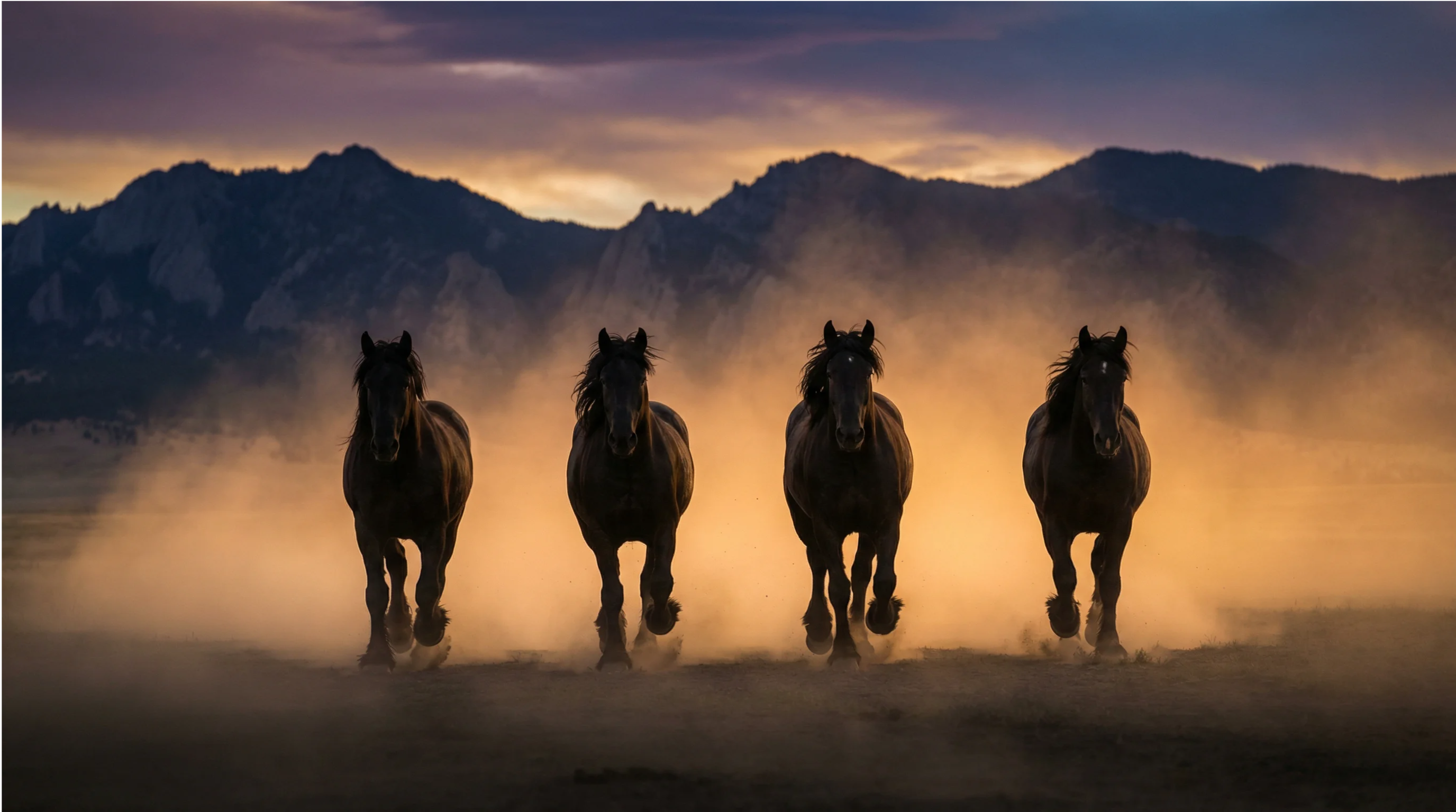 Horses at Meadowlark Ranch